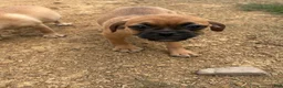 Puggle dogs for sale: Rocky - Ad 2