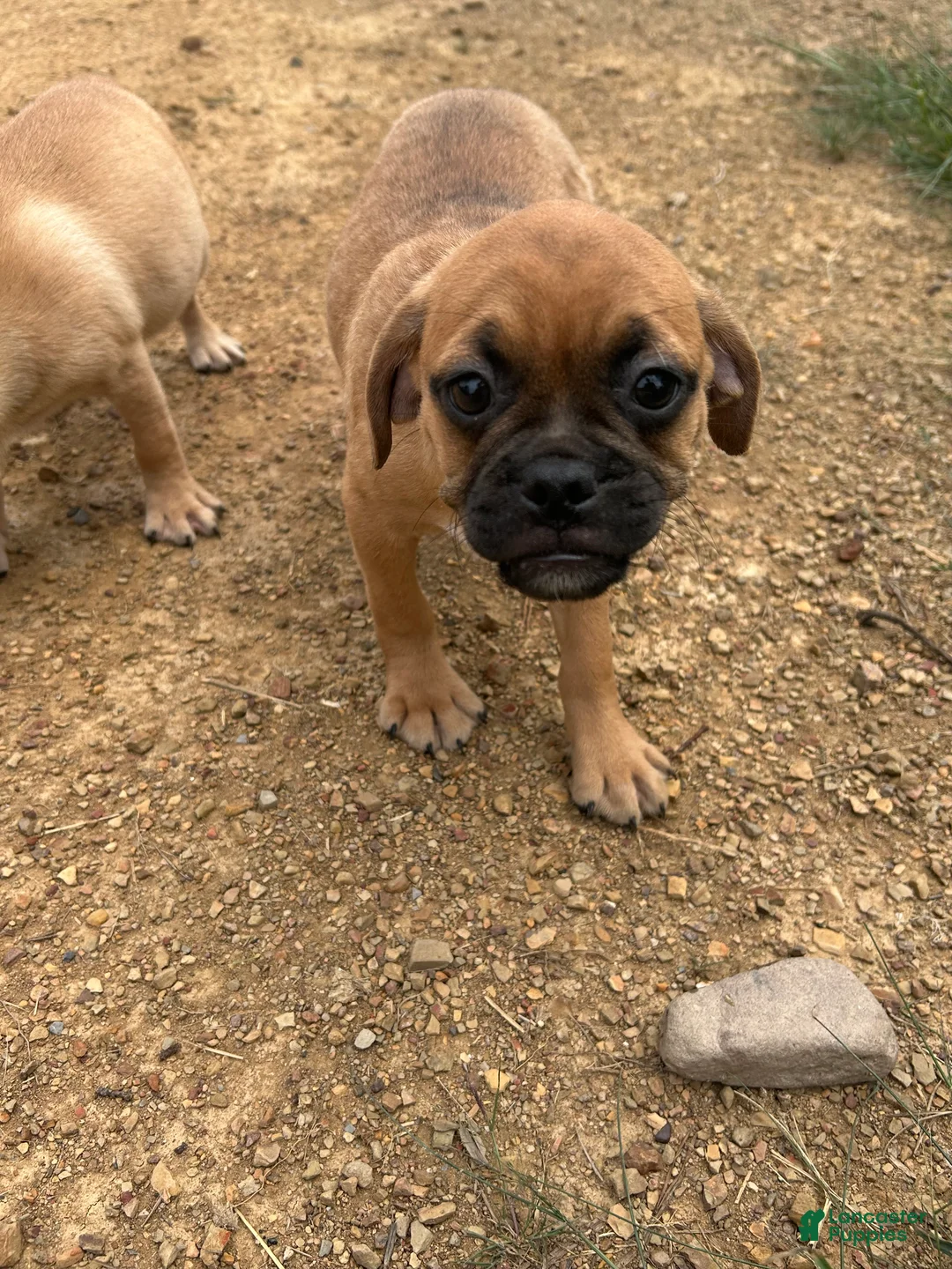 Puggle dogs for sale: Rocky - Ad 2