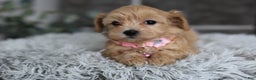 Maltipoo dogs for sale: Joy  - Ad 4