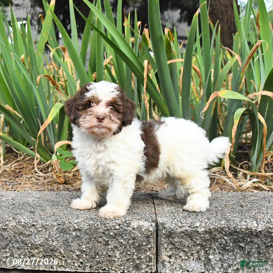 Havapoo dogs for sale: Lucy - Ad 3