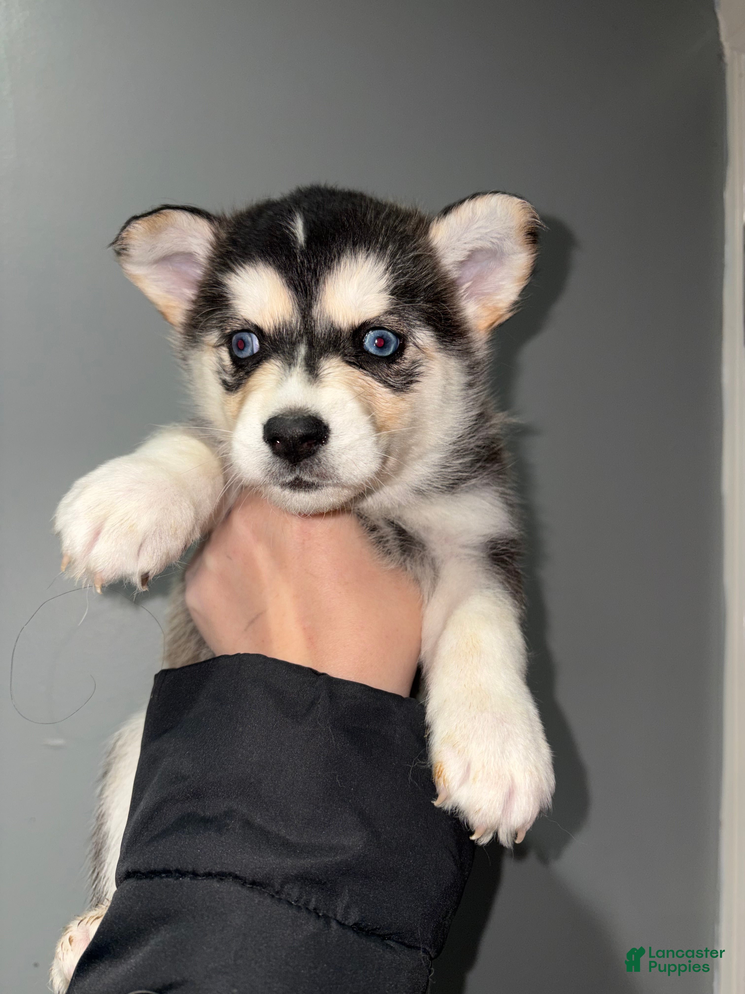 Siberian Husky dogs Siberian Husky Puppy 1 - Ad 38