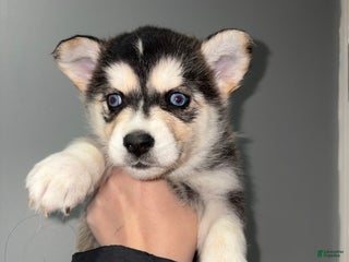 Siberian Husky dogs Siberian Husky Puppy 1 - Ad 38