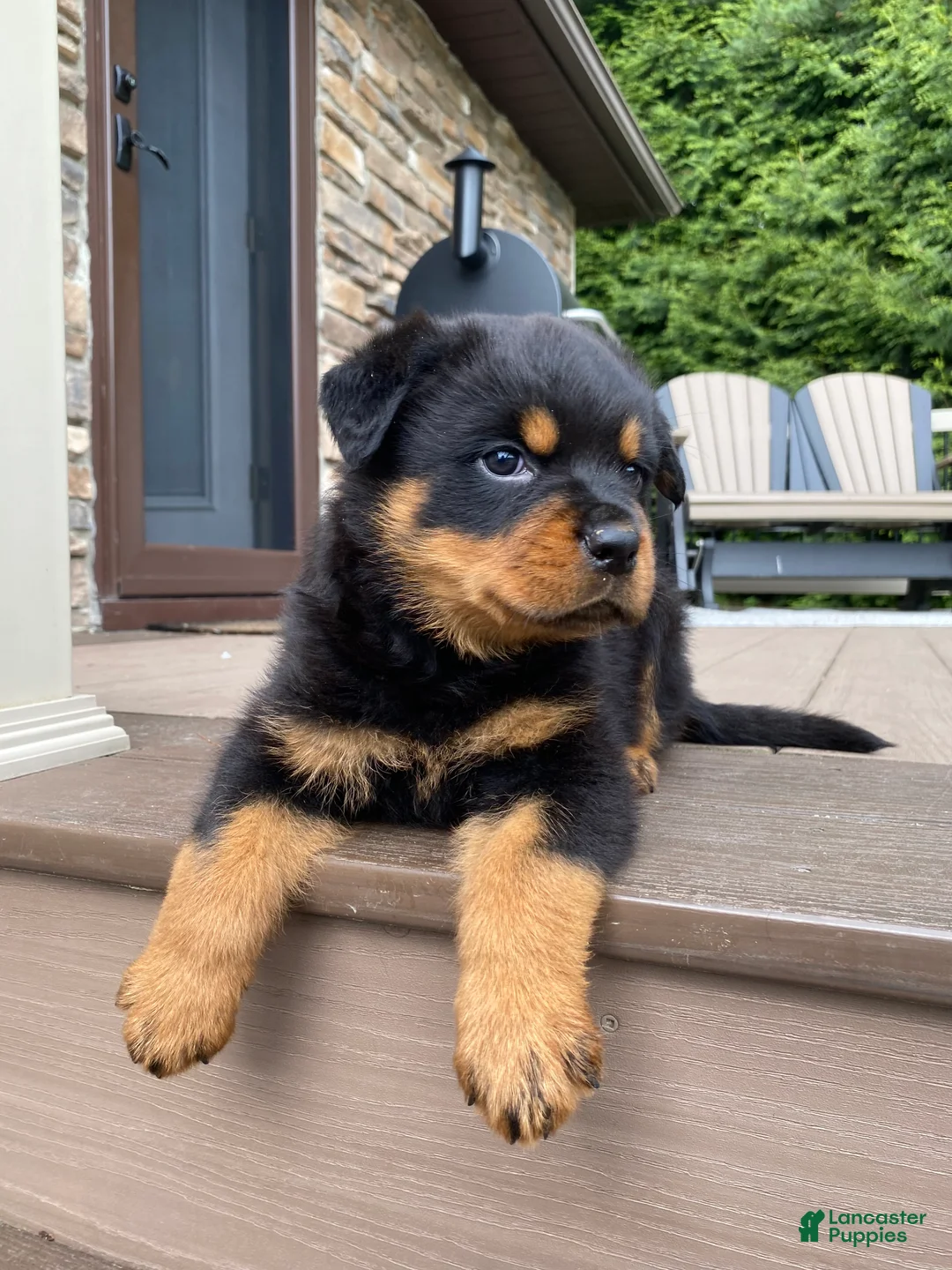 Rottweiler dogs for sale: Fretel  - Ad 2