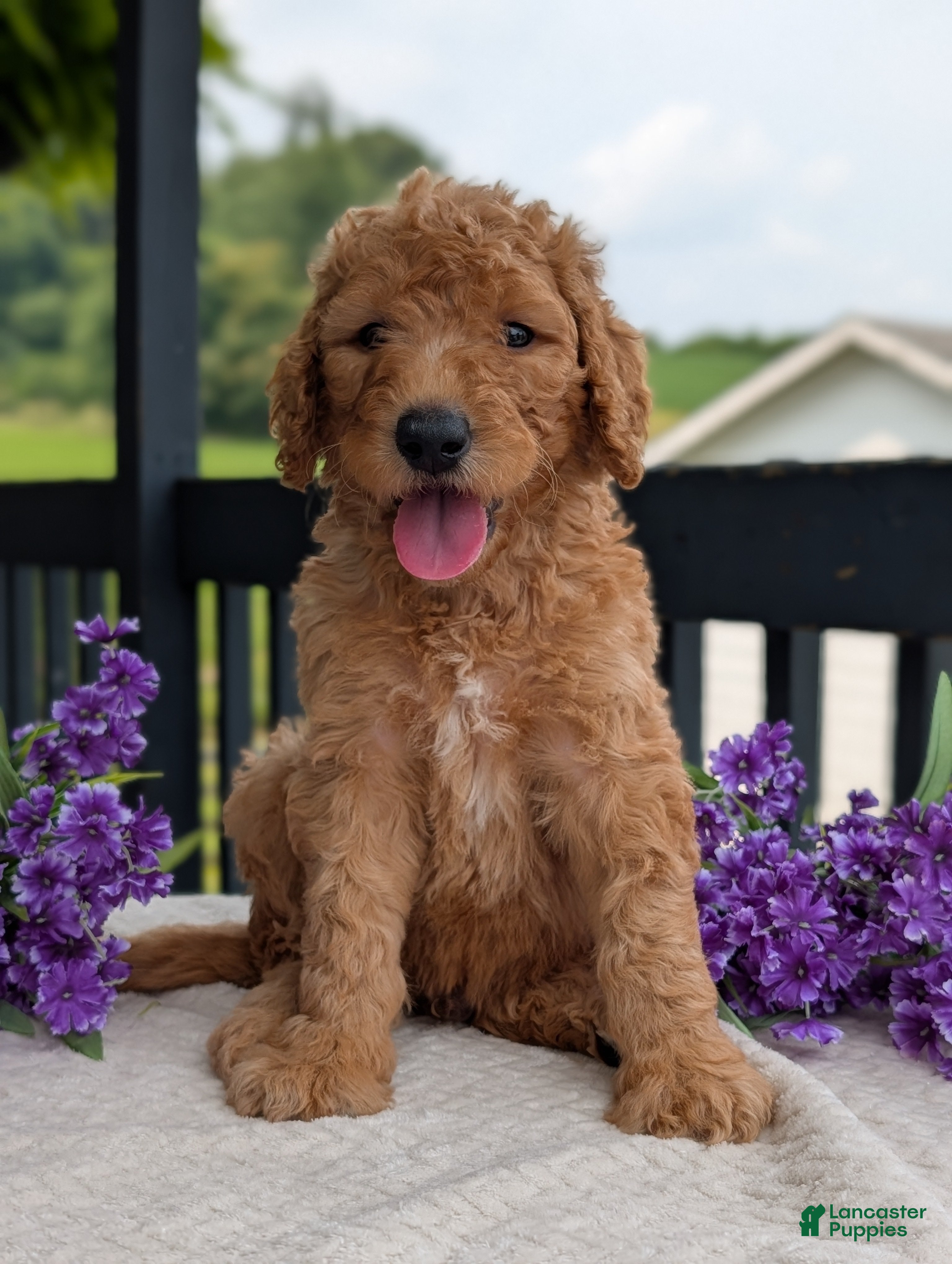 Goldendoodle dogs Parker - Ad 2