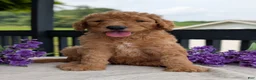 Goldendoodle dogs for sale: Parker - Ad 2