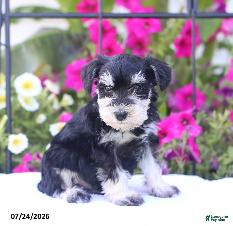 Miniature Schnauzer dogs Chris - Ad 1