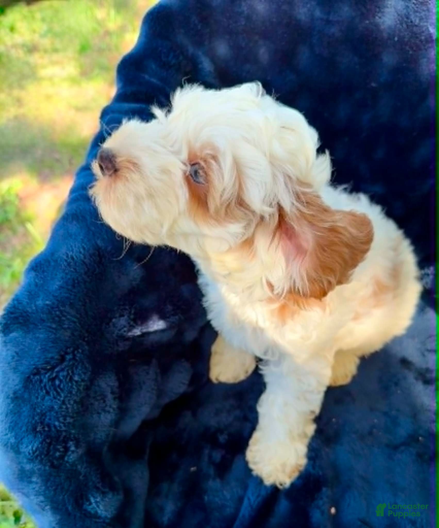 Cockapoo dogs Jack Sparrow - Ad 2