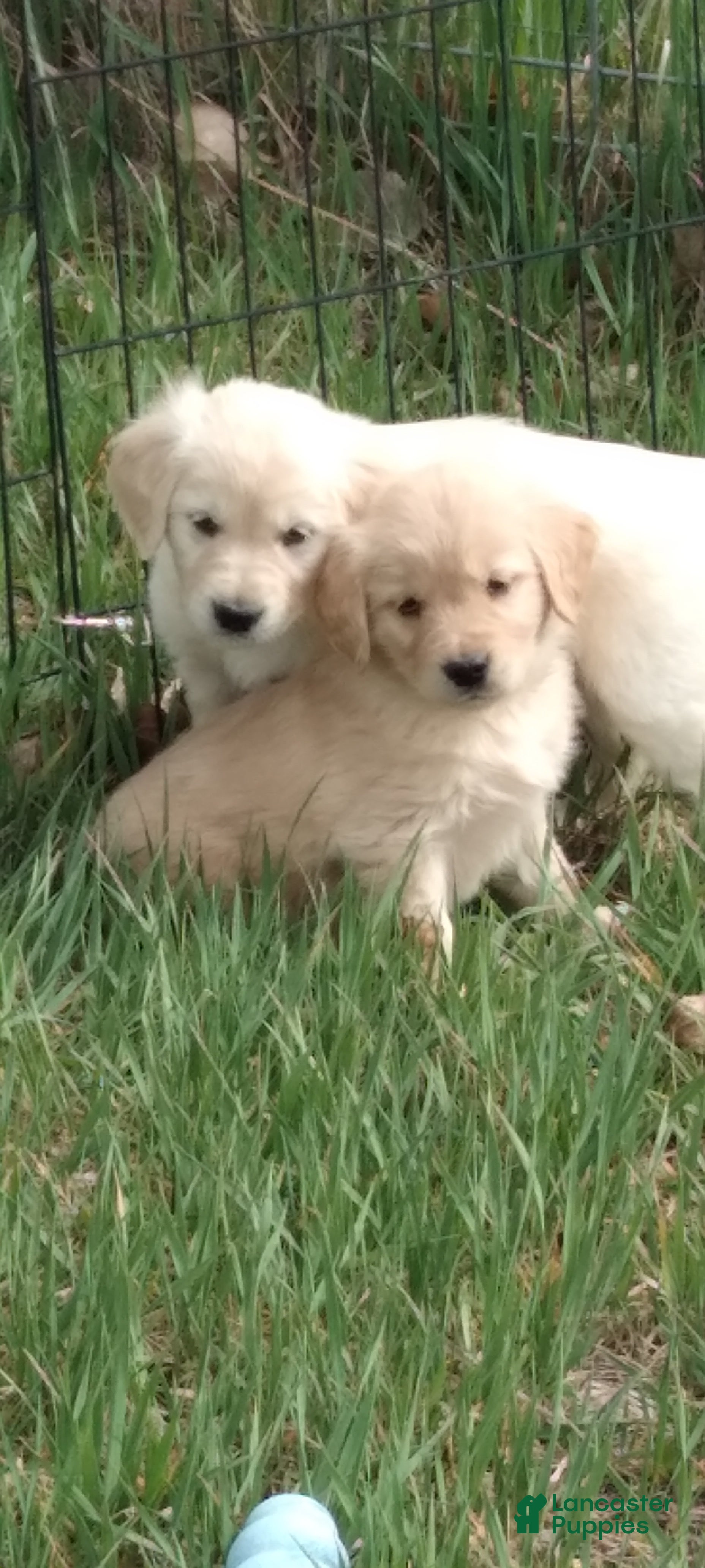 Golden Retriever dogs AKC Golden - Ad 2