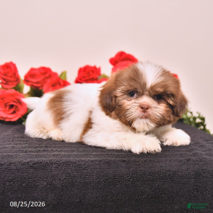 Shih Tzu dogs Kermit - Ad 1