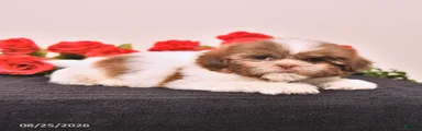 Kermit