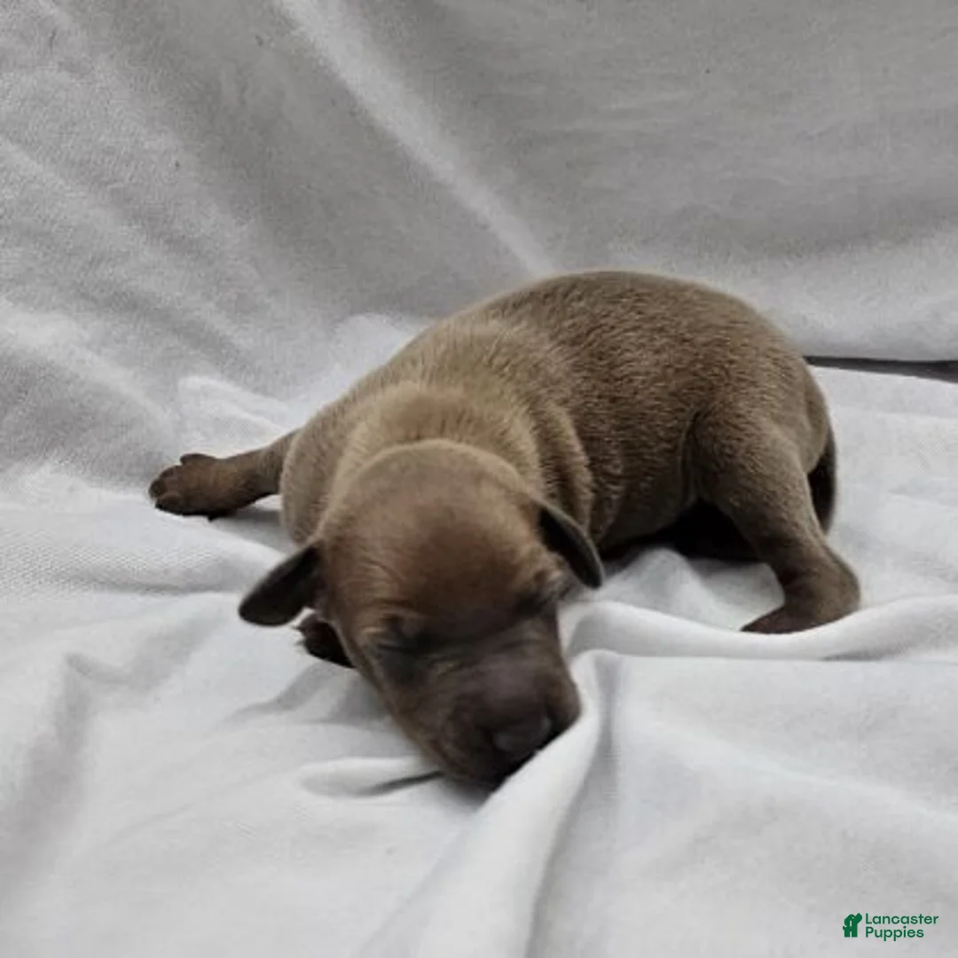 Italian Greyhound dogs for sale: Fawn Male - Hari - Ad 9