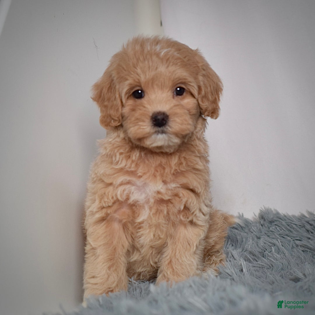 Mini Goldendoodle dogs for sale: Ms. Rosi - Ad 4