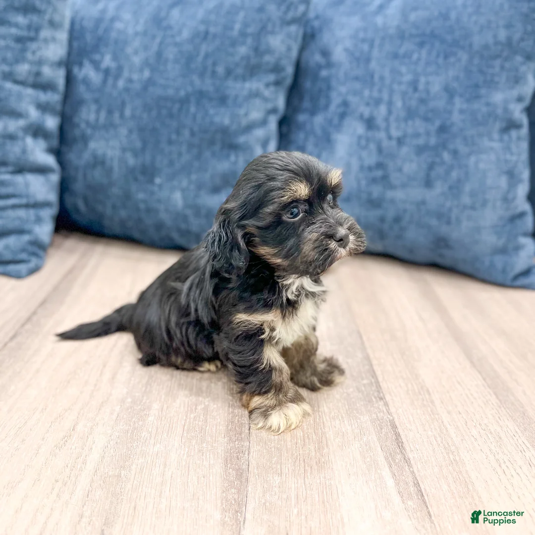 Havanese dogs for sale: Hudson - Ad 6