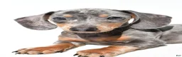 Dachshund dogs for sale: Teddy - Ad 6
