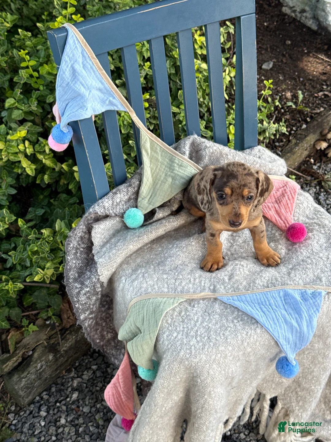 Miniature Dachshund dogs for sale: Theodora - Ad 2