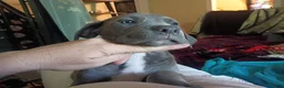 Mixed Breed dogs for sale: Cane Corso 1 - Ad 3