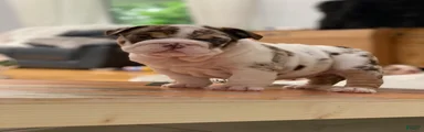 Della