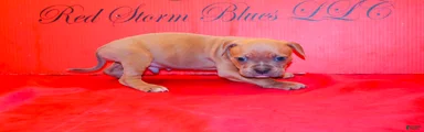 American Bully Puppy 4