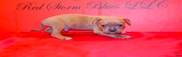 American Bully dogs for sale: American Bully Puppy 4 - Ad 1