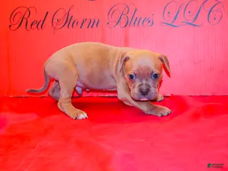 American Bully dogs American Bully Puppy 4 - Ad 1