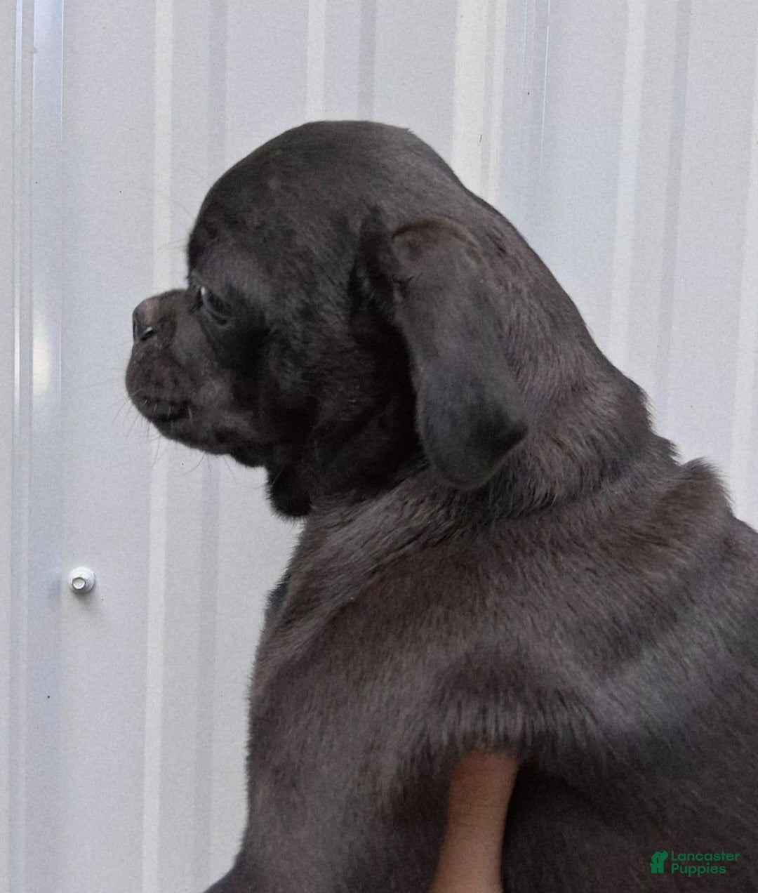 Pug dogs King - Ad 2