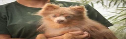 Pomeranian dogs for sale: Daphne Pomeranian  - Ad 9