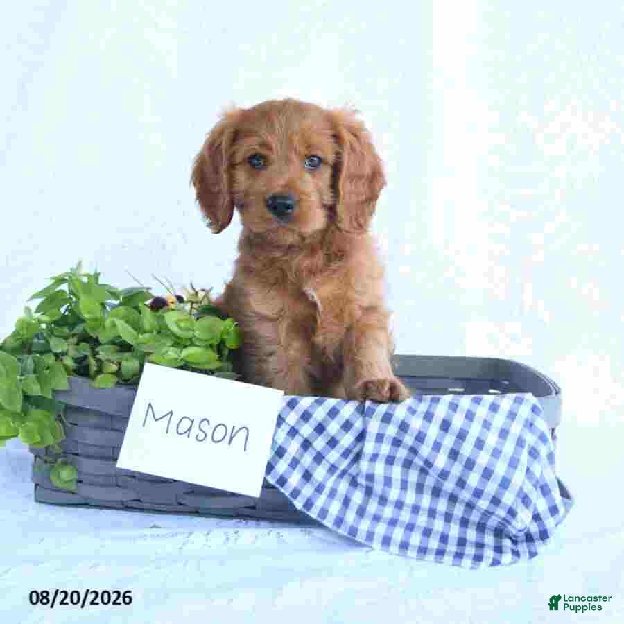 Cavapoo dogs Mason - Ad 1