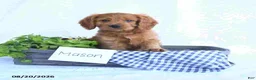 Cavapoo dogs for sale: Mason - Ad 1