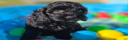 Cockapoo dogs for sale: Tinkerbell - Ad 4