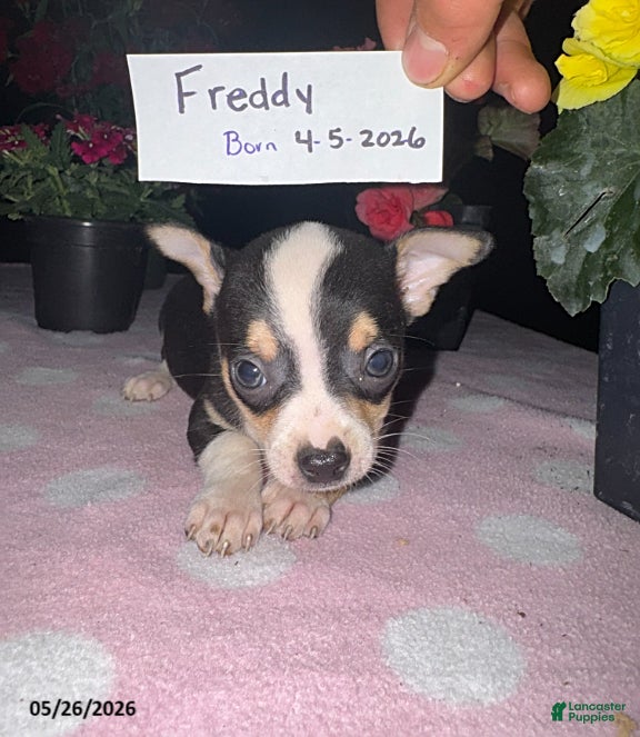 Chihuahua dogs Freddy - Ad 2