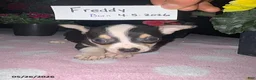 Chihuahua dogs for sale: Freddy - Ad 2