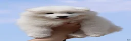 Samoyed dogs for sale: Anthem - Ad 4