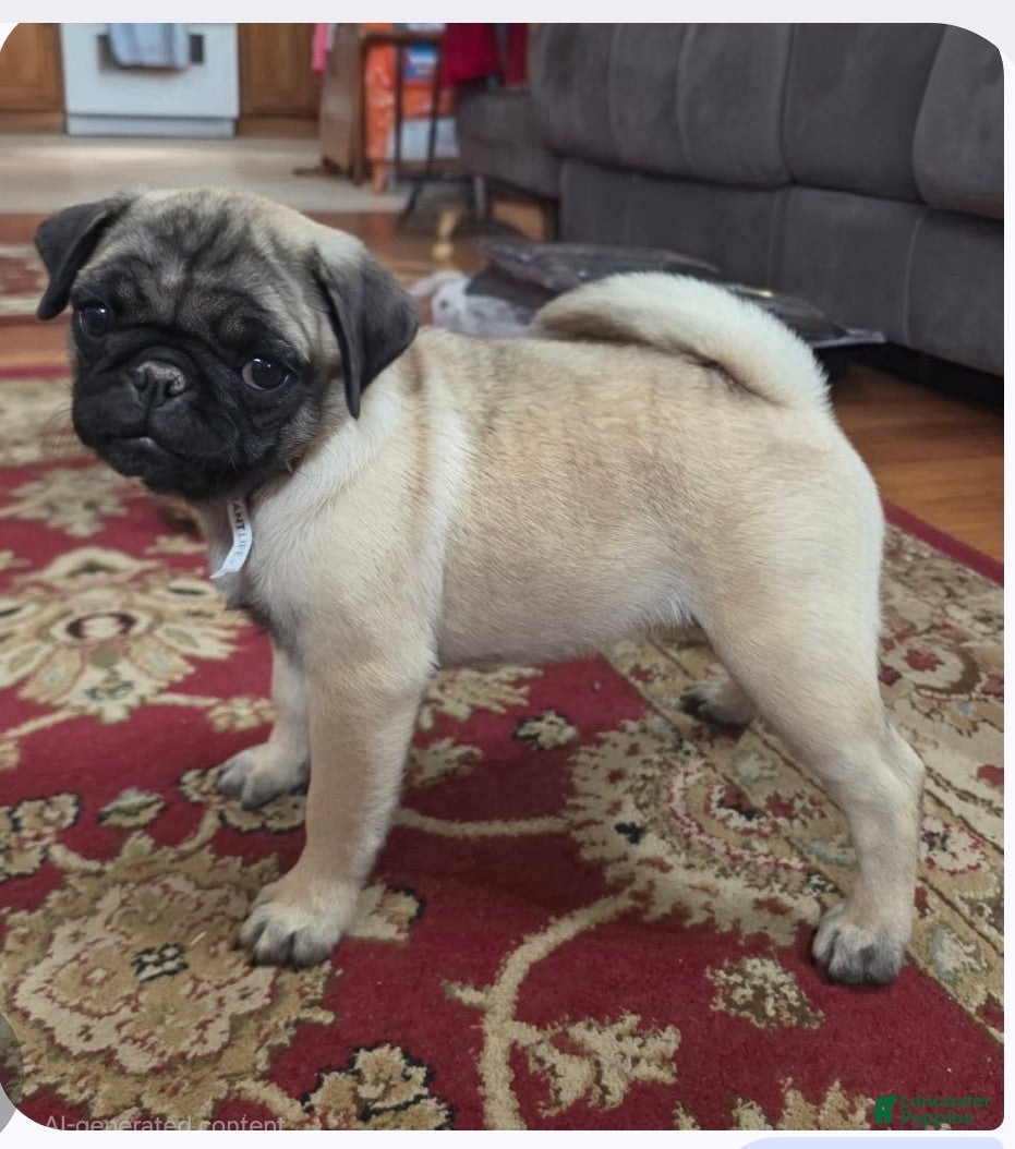 Pug dogs Lily - Ad 5