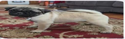 Pug dogs for sale: Lily - Ad 1