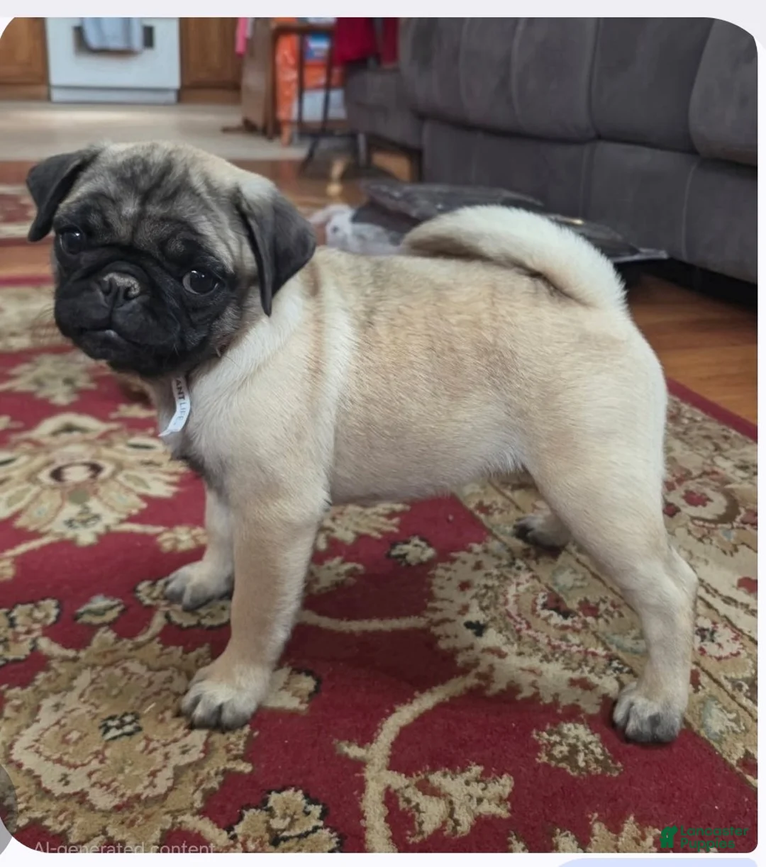 Pug dogs for sale: Lily - Ad 1