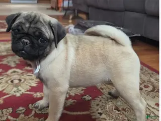 Pug dogs Lily - Ad 5