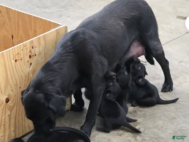 Goldador dogs for sale: Goldador 7 - Ad 2