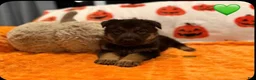 German Shepherd dogs for sale: Magnum  - Ad 1