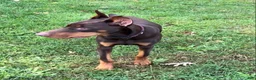 Doberman Pinscher dogs for sale: Diesel - Ad 8