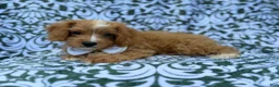 Cavapoo dogs for sale: Moose - Ad 5