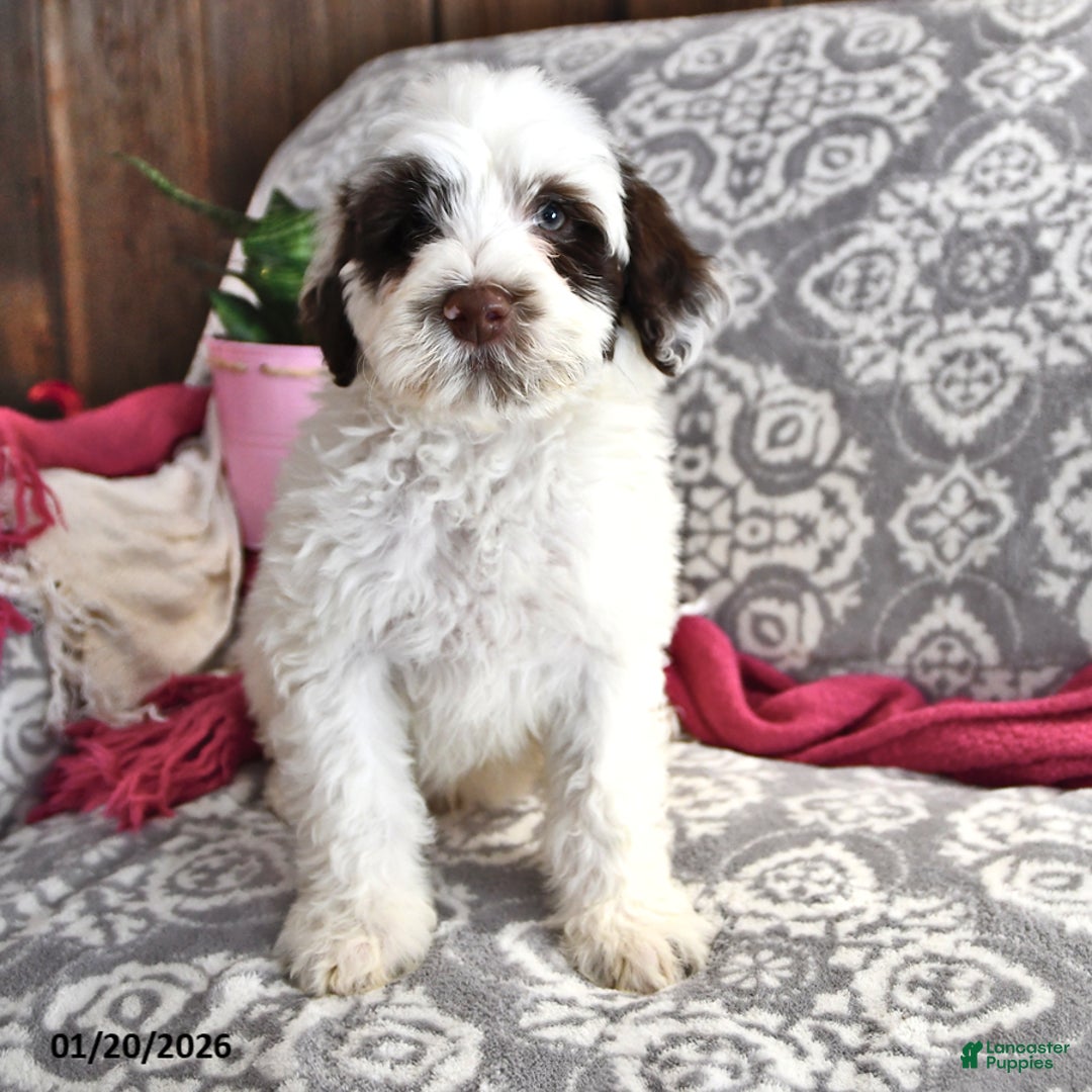 Portuguese Water Dog dogs for sale: Dumpling - Ad 2