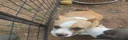 American Bully dogs for sale: Pocket Bully male 3 - Ad 3