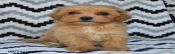 Maltipoo dogs for sale: Daxton - Ad 2