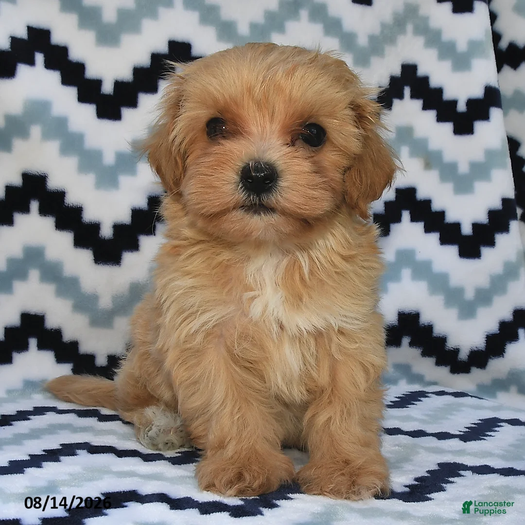 Maltipoo dogs for sale: Daxton - Ad 2
