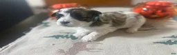 Teddy Bear dogs for sale: Teddy Bear light blue male  - Ad 3