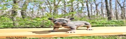 French Bulldog dogs for sale: Boon  - Ad 2