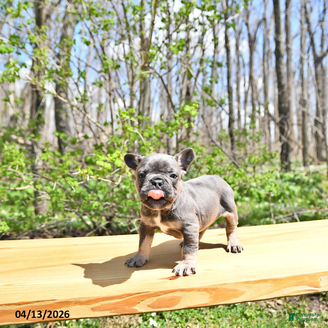 French Bulldog dogs for sale: Boon  - Ad 2