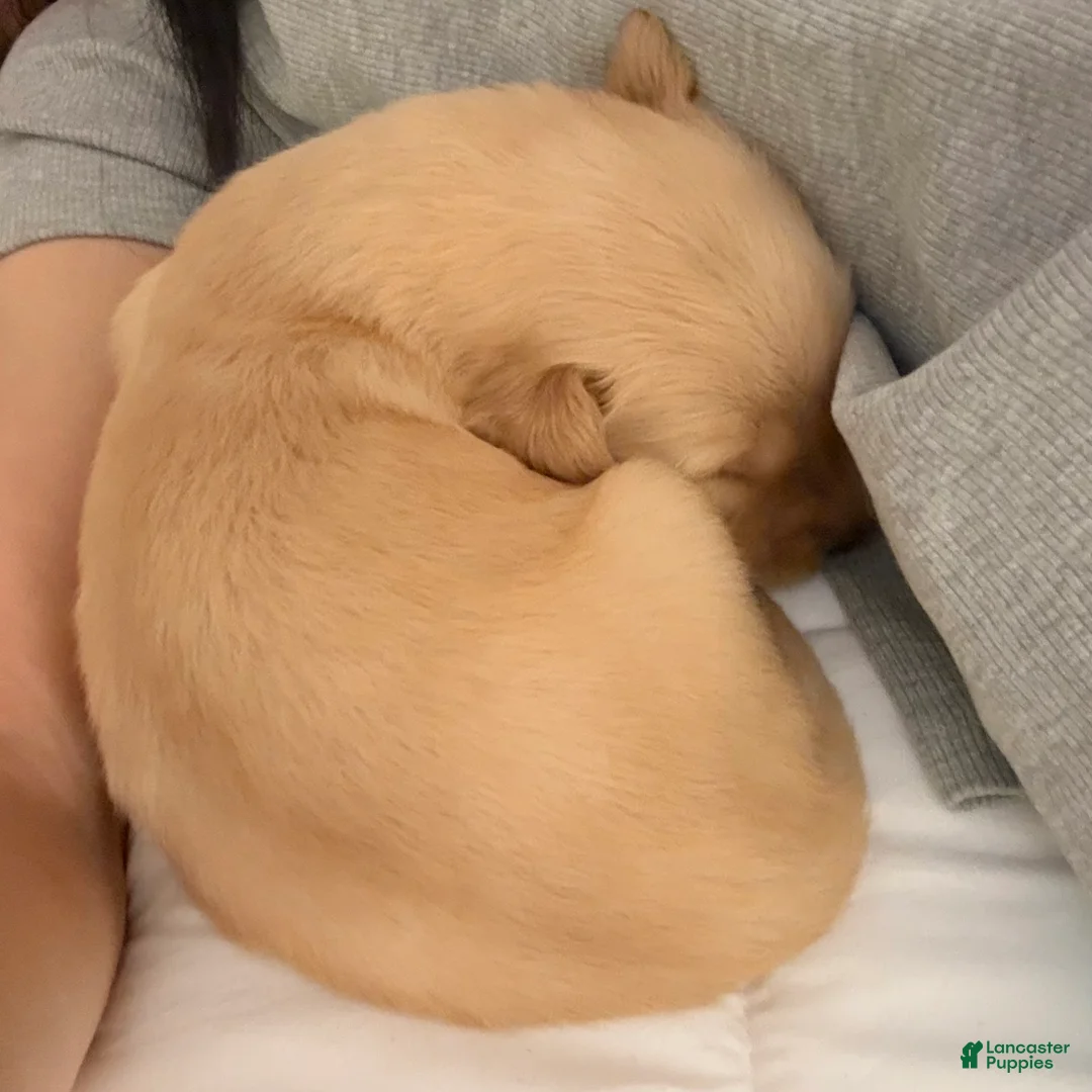 Golden Retriever dogs for sale: Golden Retriever 7 - Ad 9