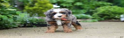 Mini Bernedoodle dogs for sale: Brody - Ad 3