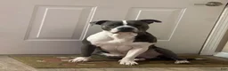 American Pit Bull Terrier dogs for sale: American Pit Bull Terrier 8 - Ad 8